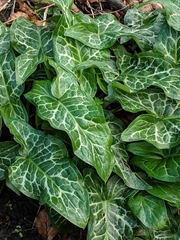 Arum italicum italicum