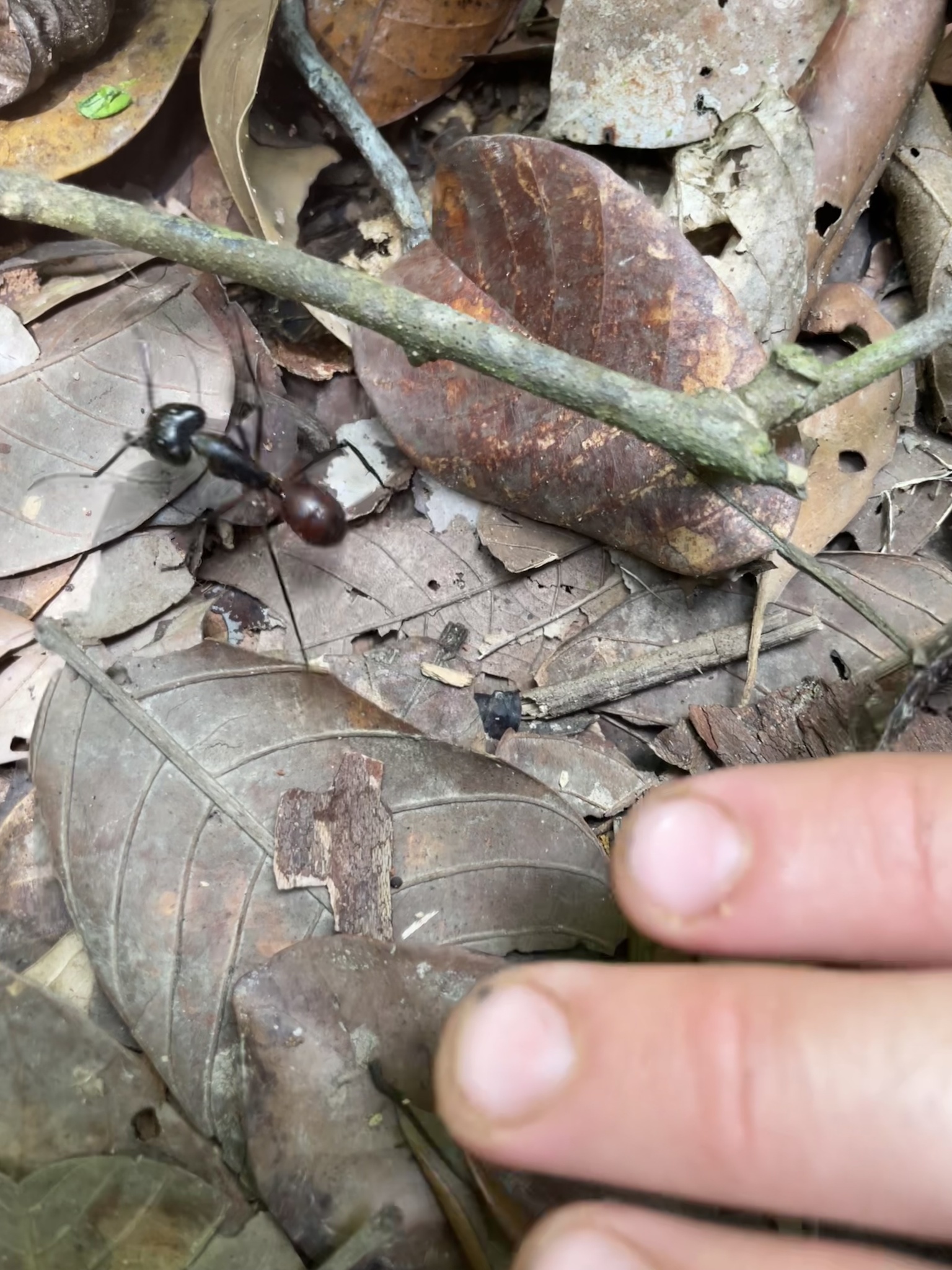 Dinomyrmex