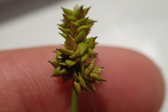 Carex leavenworthii