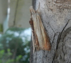 Cucullia convexipennis