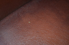 Afromaculepta decemmaculata