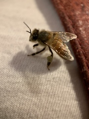 Apis mellifera