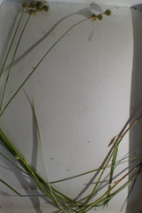 Carex tetrastachya