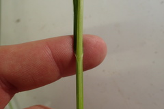 Carex tetrastachya