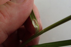 Carex tetrastachya