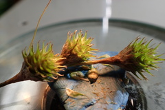 Carex tetrastachya