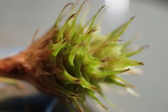 Carex tetrastachya