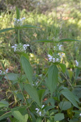 Leucas