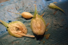 Carex tetrastachya