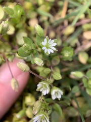 Stellaria media