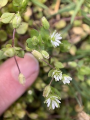 Stellaria media