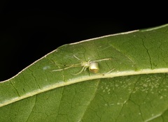 Thwaitesia glabicauda