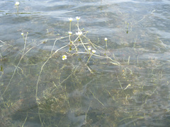 Ranunculus circinatus