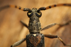 Didymocantha obliqua