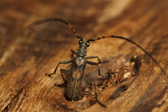 Didymocantha obliqua