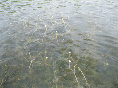 Ranunculus circinatus