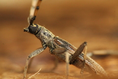 Didymocantha obliqua