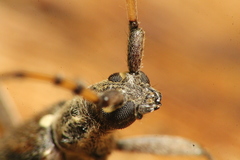 Didymocantha obliqua