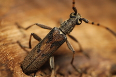 Didymocantha obliqua