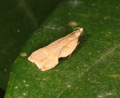 Dichomeris simaoensis