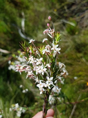 Struthiola myrsinites