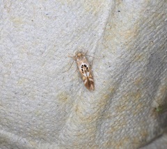 Hieromantis arcuata