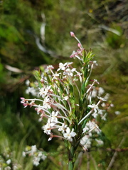 Struthiola myrsinites