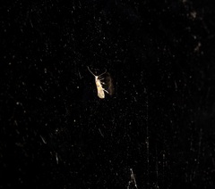 Promalactis lobatifera