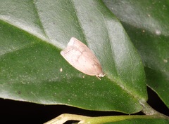 Scythropiodes
