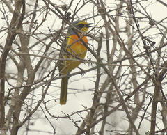 Telophorus sulfureopectus