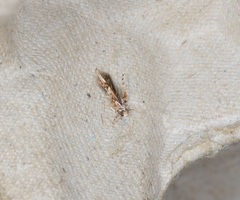 Stathmopoda stimulata
