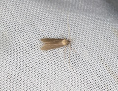 Tegenocharis tenebrans