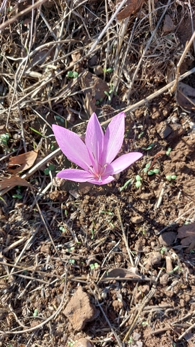 Colchicum feinbruniae