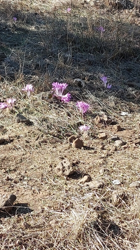 Colchicum feinbruniae