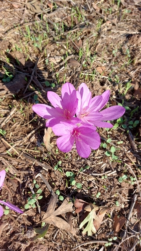 Colchicum feinbruniae