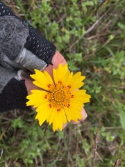 Coreopsis nuecensis