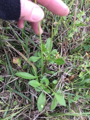 Coreopsis nuecensis