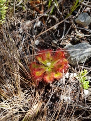 Drosera esterhuyseniae