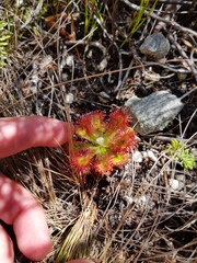 Drosera esterhuyseniae