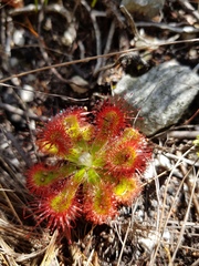 Drosera esterhuyseniae