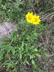 Coreopsis nuecensis