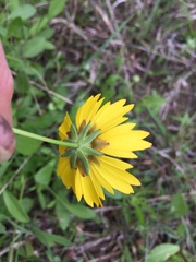 Coreopsis nuecensis