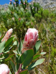 Protea lacticolor