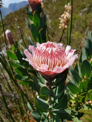 Protea lacticolor