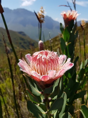 Protea lacticolor