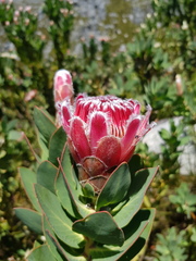 Protea lacticolor