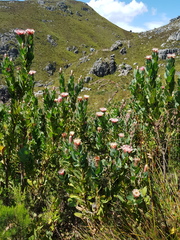 Protea lacticolor