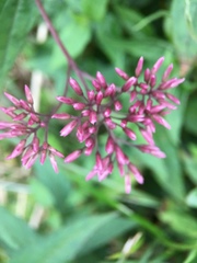 Eupatorium shimadae