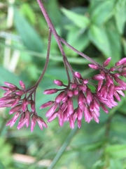 Eupatorium shimadae