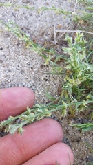 Pectocarya platycarpa